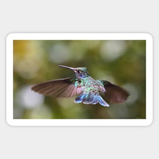 Green Violetear Hummingbird Sticker